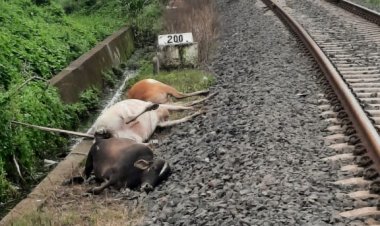 ट्रेन की टक्कर से चार गायों की मौत