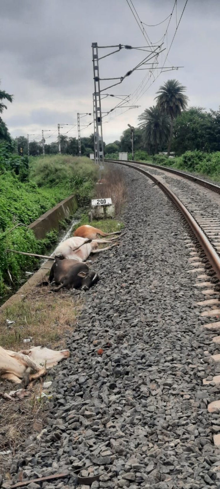 ट्रेन की टक्कर से चार गायों की मौत